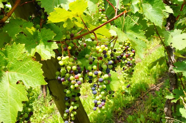 Red Wine Grapes Different Maturity — Photo