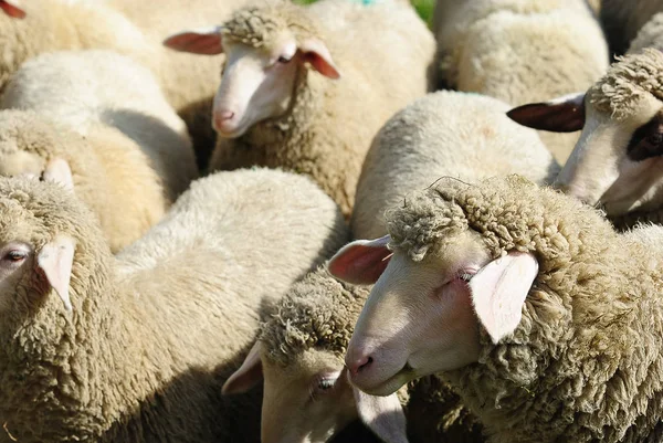 Aussichtsreicher Blick Auf Die Landwirtschaft Auf Dem Land — Stockfoto