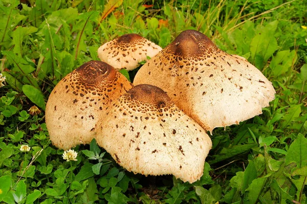 Parasol Mushrooms Mushroom Umbrella — Stok fotoğraf