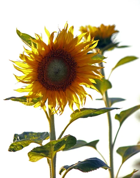 Hermoso Plano Botánico Fondo Pantalla Natural — Foto de Stock