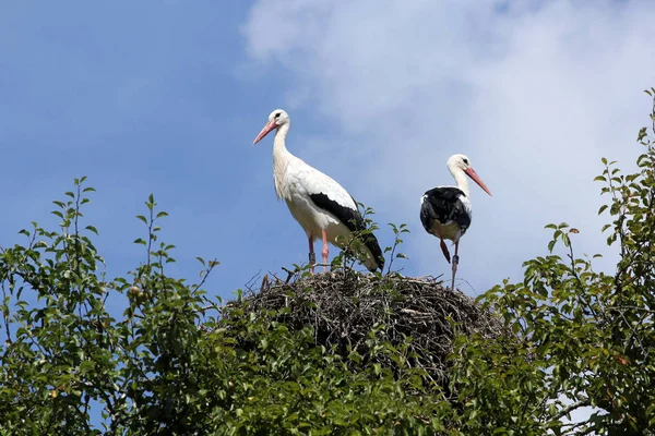 Vista Panorâmica Belos Pássaros Cegonha Natureza — Fotografia de Stock