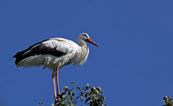 Vista Panorámica Hermoso Pájaro Cigüeña Naturaleza — Foto de Stock