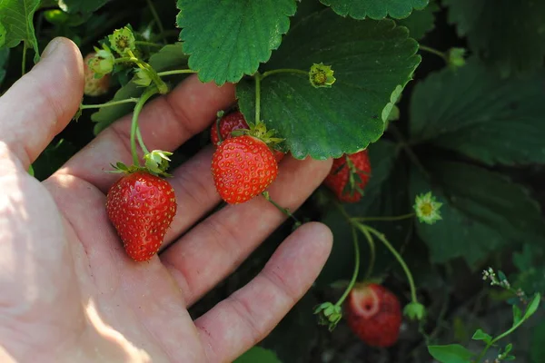 Man Hand Check Strawberries Organic Garden — Stock Photo, Image