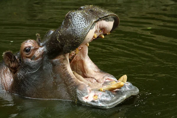 Hipopótamo Animal Hipopótamo Fauna Natural — Foto de Stock