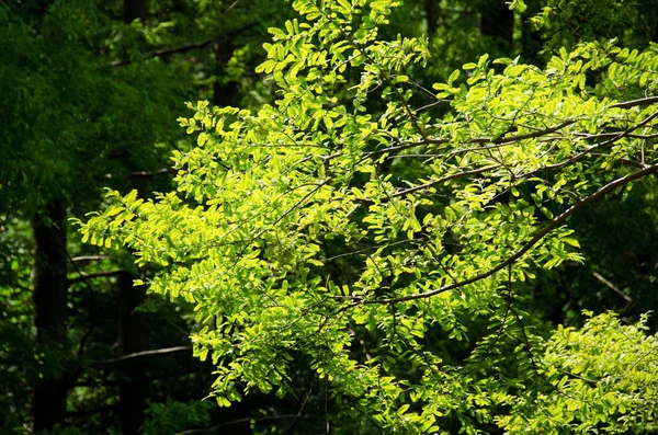 Ein Zweig Grüner Blätter Gegenlicht Vor Dunklem Hintergrund — Stockfoto