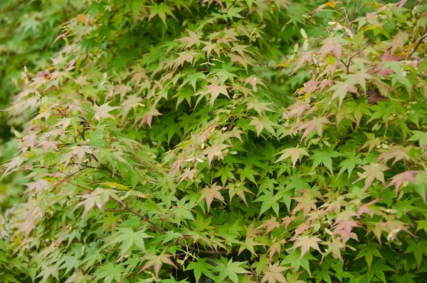 Árbol Arce Japonés Con Hojas Follaje Flora — Foto de Stock