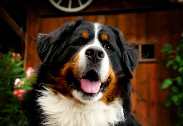 Πορτρέτο Του Χαριτωμένο Mountain Dog — Φωτογραφία Αρχείου