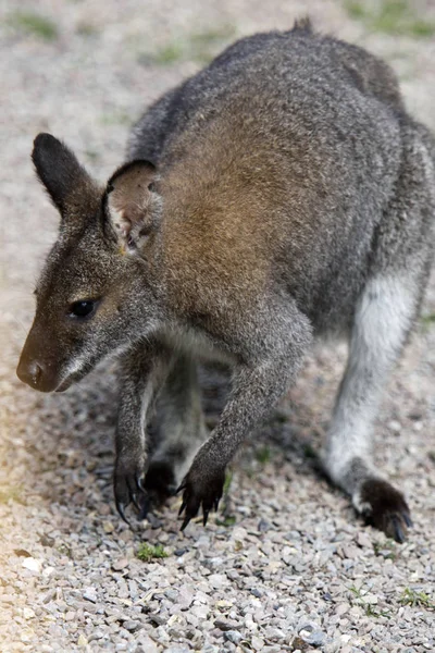 Кенгуру Австралийское Животное — стоковое фото
