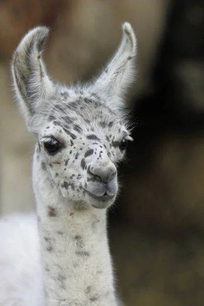 Encerramento Animais Jardim Zoológico — Fotografia de Stock