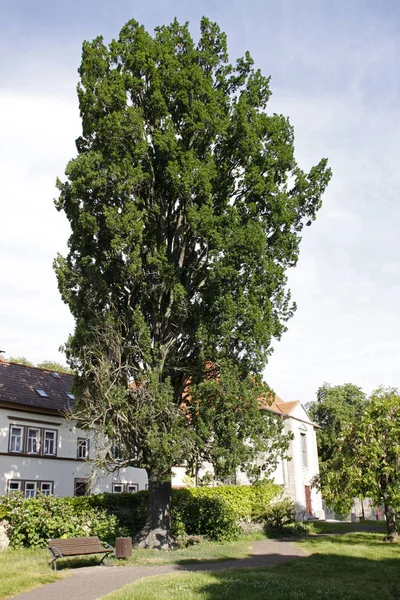 Column Oak Bad Langensalza — Stock Photo, Image