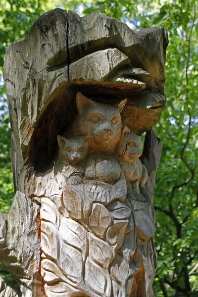 Treetop Trail Στο Εθνικό Πάρκο Hainich — Φωτογραφία Αρχείου