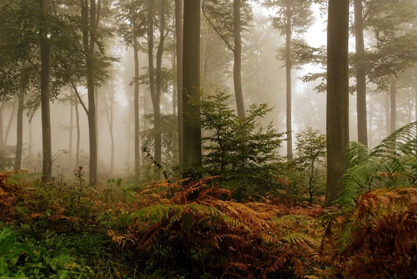 Mlhavá Atmosféra Lese — Stock fotografie