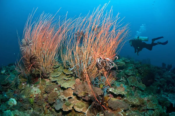 Δύτης Και Θαλάσσια Μαστίγια Ένα Κοραλλιογενή Ύφαλο Κοντά Στο Sulawesi — Φωτογραφία Αρχείου