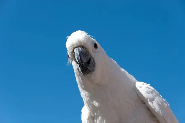Kakadu Papagei Mit Blauem Himmel — Stockfoto