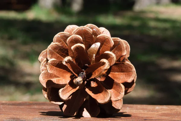 Macro Photo Pine Cone — ストック写真