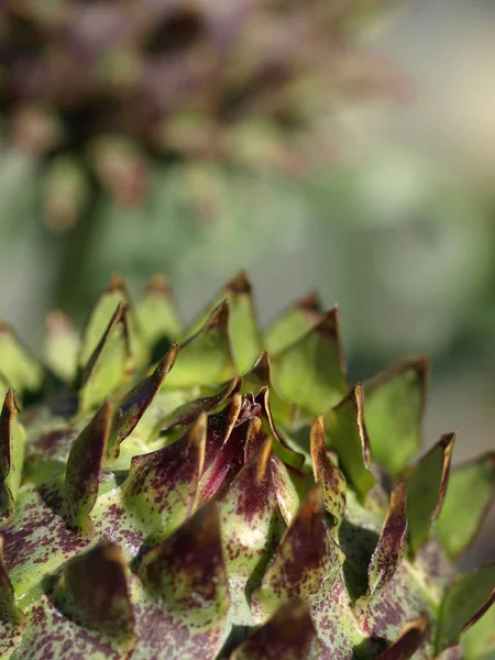 Закрыть Растение Кактус — стоковое фото