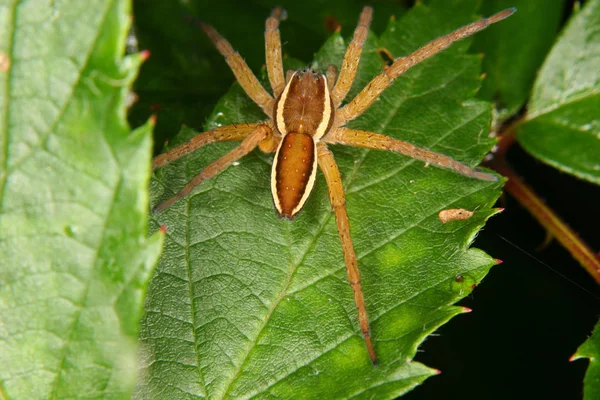 葉の上のクモ イオウイロハシリグモ Fimbriatus のいかだ — ストック写真