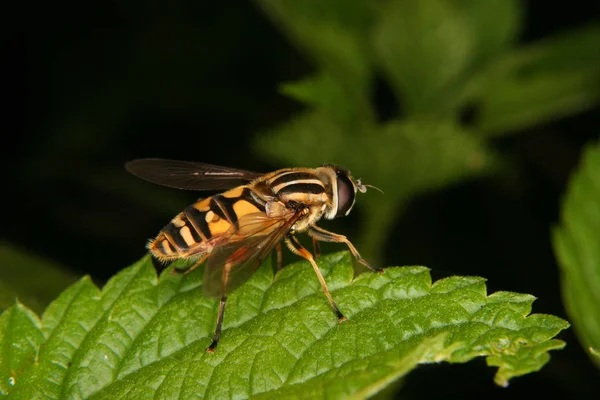 Mocsári Légy Helophilus Trivittatus Levélen — Stock Fotó