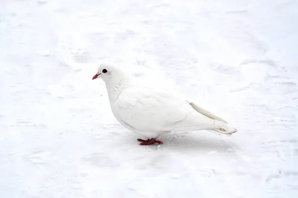 Witte Duif Sneeuw — Stockfoto