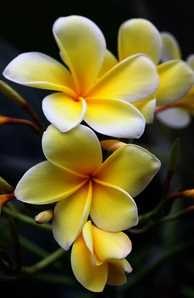 Frangipani Plumeria Çiçek Yaprakları — Stok fotoğraf