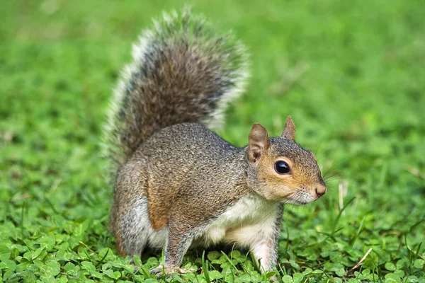 Little Curious Grey Squirrel Clover Meadow — Stock Photo, Image