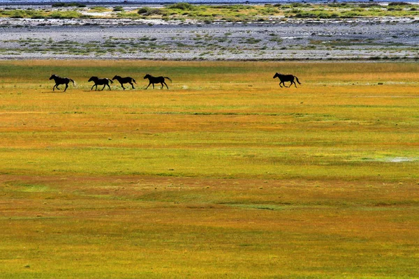 Vahşi Mustangler Zanskar Vadisi Hindistan — Stok fotoğraf