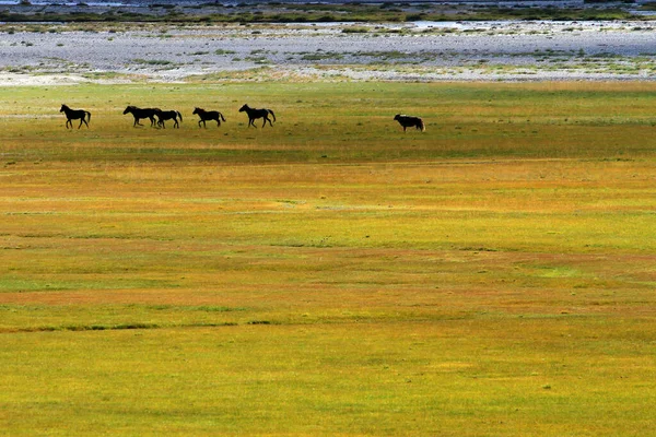 Vahşi Mustangler Zanskar Vadisi Hindistan — Stok fotoğraf