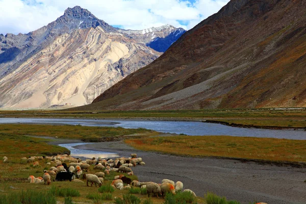 Schafe Zanskar Tal Indien — Stockfoto