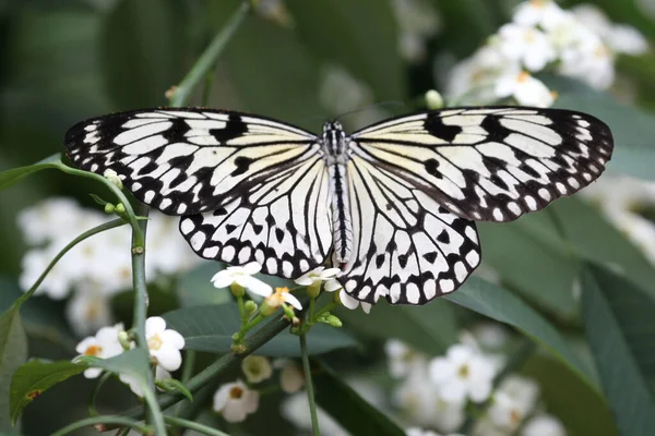 Mariposa Blanco Negro —  Fotos de Stock