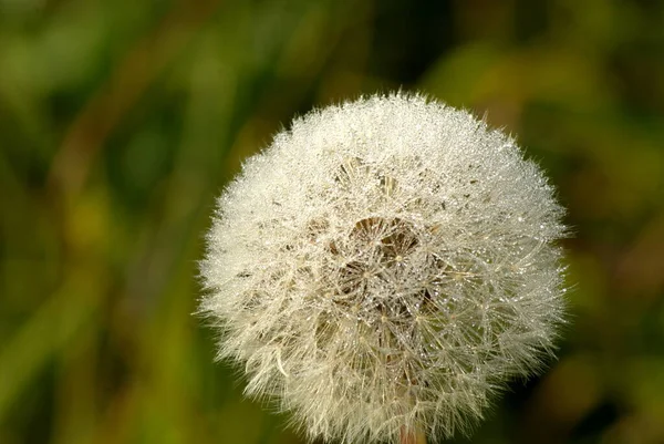 Belle Vue Sur Fleur Naturelle Pissenlit — Photo