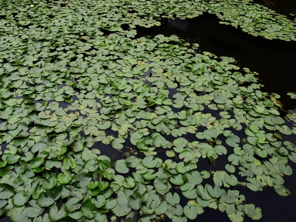 蓮の池の濃い緑の葉 — ストック写真