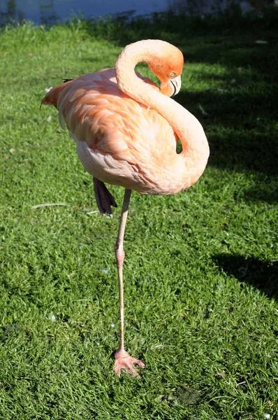 Flamingo Phoenicoproformes Phoenicoprodae Стоя Одной Ноге — стоковое фото