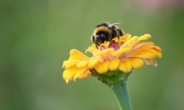 Close Uitzicht Mooie Hommel Insect — Stockfoto