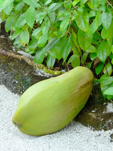 Grüne Zucchini Garten — Stockfoto