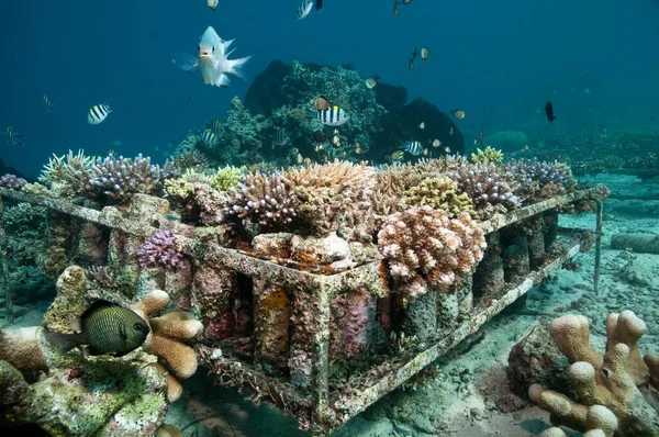 i photographed this artificial coral reef on the house reef of the prince john dive resort in sulawesi. just two years ago these corals were a few centimeters tall!