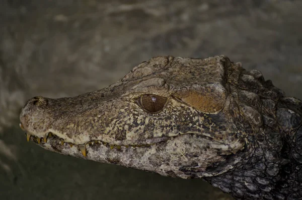 Крокодиловое Животное Земноводный Хищник — стоковое фото