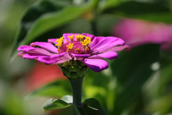 아름다운 꽃봉오리 자연의 — 스톡 사진
