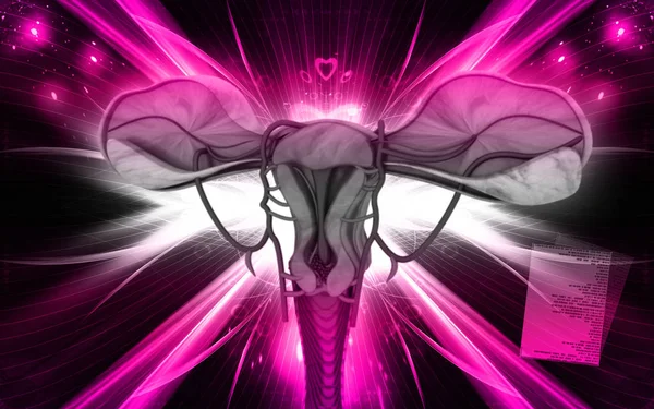 Digitale Illustratie Van Uterus Kleur Achtergrond — Stockfoto