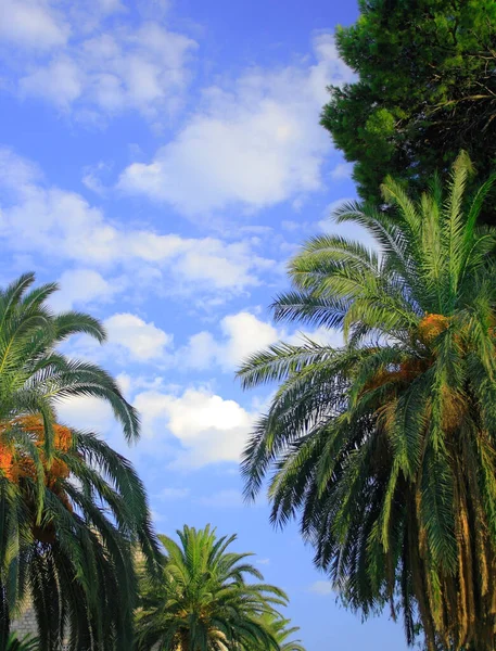 Bonito Detalhe Palmas Verdes Com Céu Nublado — Fotografia de Stock