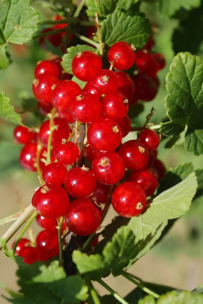 Ripe Red Currant Summer Garden — Stock Photo, Image