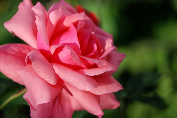 Rosenblüten Gartenpflanze — Stockfoto