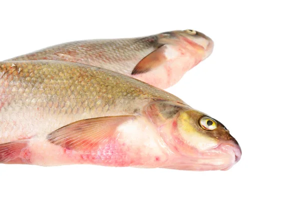 Dois Peixes Água Doce Bream Isolado Branco — Fotografia de Stock