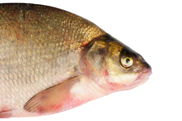 Peixe Água Doce Fresco Bream Macro Isolado Branco — Fotografia de Stock