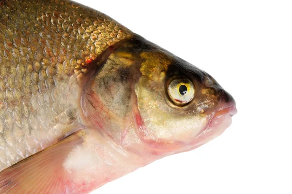 Poisson Eau Douce Fraîche Bream Macro Isolé Sur Blanc — Photo