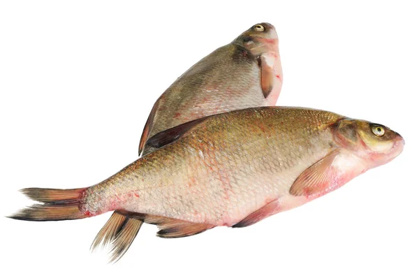 Dwie Świeże Ryby Słodkowodne Leszcz Izolowane Białym Tle — Zdjęcie stockowe