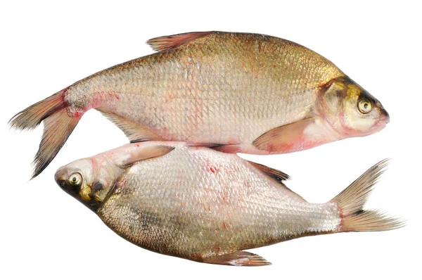 Dois Peixes Água Doce Bream Isolado Branco — Fotografia de Stock