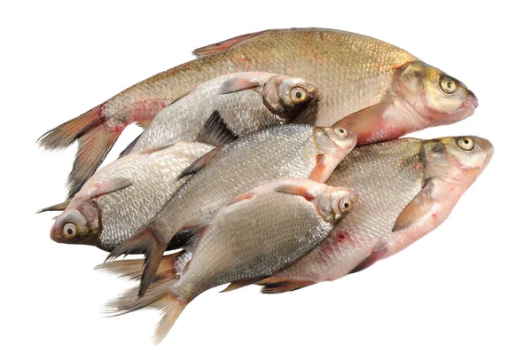 Several Fresh Freshwater Fish Bream Roach Isolated White — Stock Photo, Image