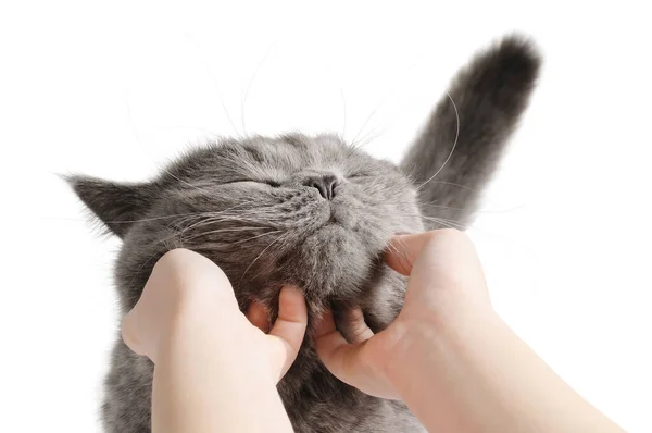 Счастливая Кошка Довольна Поглаживанием Рук Изолированный Белый Ион — стоковое фото