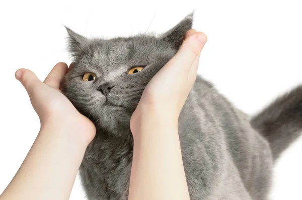 Gato Feliz Está Satisfeito Com Mão Acariciando Ion Isolado Branco — Fotografia de Stock