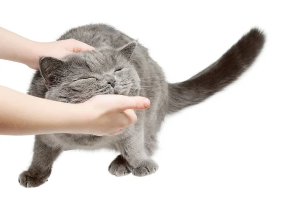 幸せな猫は手をなでて喜ぶ 絶縁イオンホワイト — ストック写真